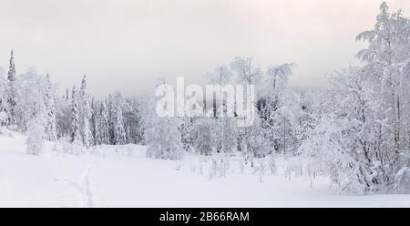 Winterlandschaft mit Ski-Pfad im Nadelfrostwald Stockfoto