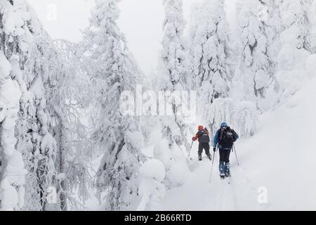 Kleine Gruppe von Skilangläufern mit Rucksäcken, die im Winterwald im Ural laufen und trainieren Stockfoto