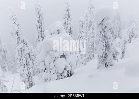 Märchenhafte große weihnachtsbäume, die nach heftigem Schneefall mit weißem Schnee bedeckt sind Stockfoto