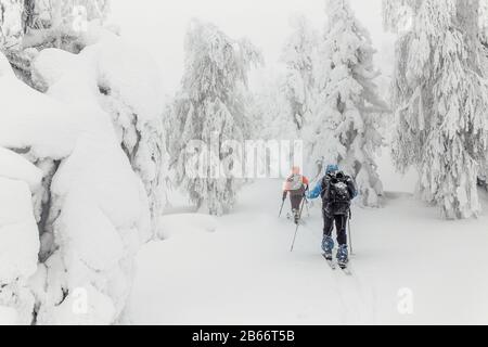 Kleine Gruppe von Skilangläufern mit Rucksäcken, die im Winterwald im Ural laufen und trainieren Stockfoto