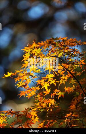 Japan, Kansai, Kyoto, Herbstlaub Stockfoto