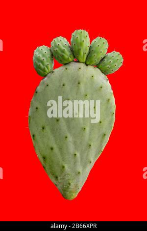 Pfirngrüne Opuntia-Kaktuspfote mit den Fingern, die auf hellrotem Hintergrund isoliert sind. Konzept der Stachelschmerz-Füße-Krankheit Stockfoto