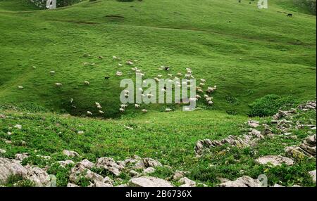 Auf einer Quellwiese am Hügel grasen Schafe und Ziegen Stockfoto
