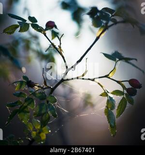 Hintergrundbeleuchteter Weißdornstrauch mit herbstlichem Tau, Acomb, Northumberland Stockfoto