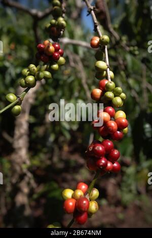 Kaffeekirschen auf einer Farm im Dorf Tegur Wangi, Pagar Alam, Süd-Sumatra, Indonesien. Stockfoto