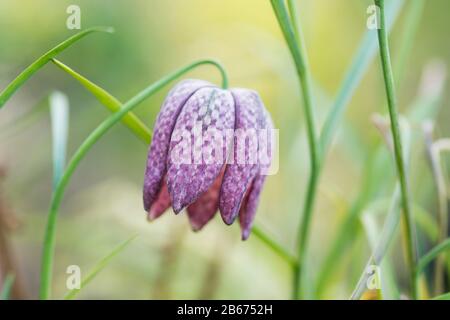 Schlangenkopffritzchen wachsen in einem englischen Landgarten, England Stockfoto