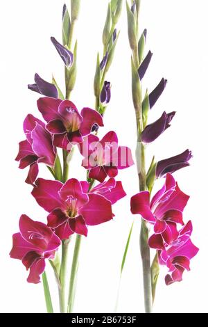 Drei Gladioli-Blumen auf weißem Grund Stockfoto