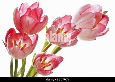 Viele rosafarbene Tulpen auf weißem Hintergrund Stockfoto