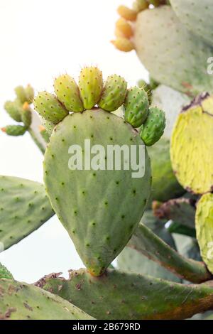 Pickly Birne grüne Opuntia Kakteenpfote mit Fingern isoliert auf weißem Hintergrund. Konzept der Stachelschmerz-Füße-Krankheit Stockfoto