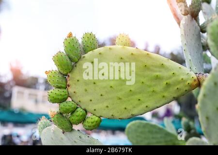 Pickly Birne grüne Opuntia Kakteenpfote mit Fingern isoliert auf weißem Hintergrund. Konzept der Stachelschmerz-Füße-Krankheit Stockfoto