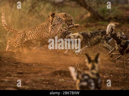 Diese Begegnung zwischen einem Cheetah (Acinonyx jubatus) und einem Pack afrikanischer wilder Hunde (Lycaon pictus) wurde in Zimange Private Game Reserve fotografiert. Stockfoto