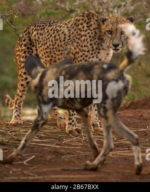 Diese Begegnung zwischen einem Cheetah (Acinonyx jubatus) und einem Afrikanischen wilden Hund (Lycaon pictus) wurde in Zimange Private Game Reserve fotografiert. Stockfoto