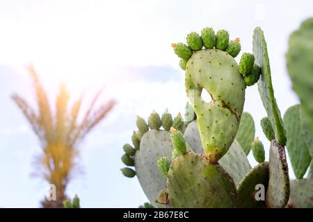 Pickly Birne grüne Opuntia Kakteenpfote mit Fingern gegen Sonnenuntergang über den Bergen und hintergrundbeleuchtete Palmenblätter. Natur malerische Sonnenaufgangslandschaft Stockfoto