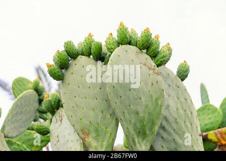 Pickly Birne grüne Opuntia Kakteenpfote mit Fingern gegen Sonnenuntergang über den Bergen und hintergrundbeleuchtete Palmenblätter. Natur malerische Sonnenaufgangslandschaft Stockfoto