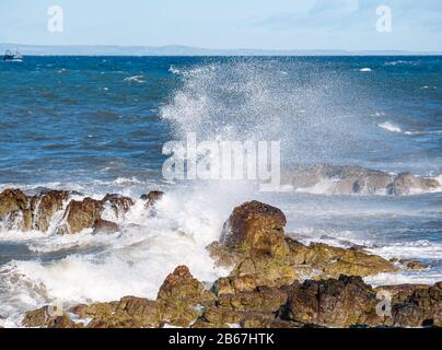 Wellen, die bei windigem Wetter auf Felsen mit Spray an der Küste spritzen, Firth of Forth, Schottland, Großbritannien Stockfoto