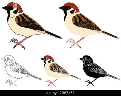 Pardal-Vogel in der Profilansicht Stock Vektor