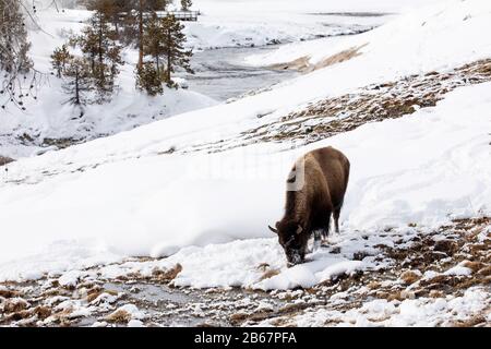 North American Bison grasen in der Schneeschmelze der warmen Sulphur River Banks im Yellowstone National Park. Stockfoto