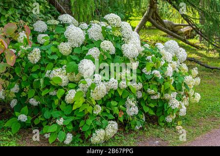 Blühender Strauch Hydrangea arborescens im Frühherbst Stockfoto