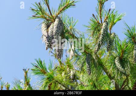 Nahaufnahme der großen Kiefernzapfen, die auf einem Baumzweig über blauem klaren Himmelshintergrund wachsen. Stockfoto