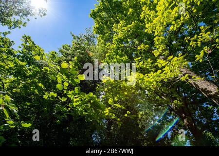 Blick auf einen fast wolkenlosen blauen Himmel im Sommer durch ein Baumdach grüner Blätter. Stockfoto