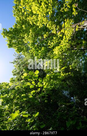 Blick auf einen fast wolkenlosen blauen Himmel im Sommer durch ein Baumdach grüner Blätter. Stockfoto