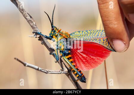 Madagaskar - was für ein wunderbarer Ort!!! Stockfoto