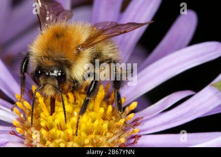 Bumble Bee, Bombus Pascuorum auf Blume Stockfoto