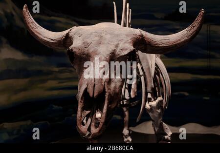 Vollständiger Schädel des Stier-Probensatzes Stockfoto