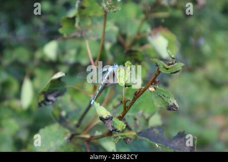 Blaue schöne Libelle auf Baumzweig in wildem Naturwald Makro Nahaufnahme Stockfoto