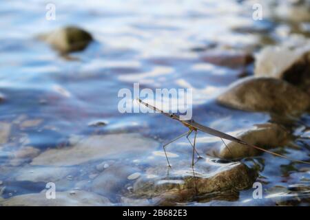 Kleines Wasserwanze Makro Insektenfoto auf großem See in wilder Natur Stockfoto