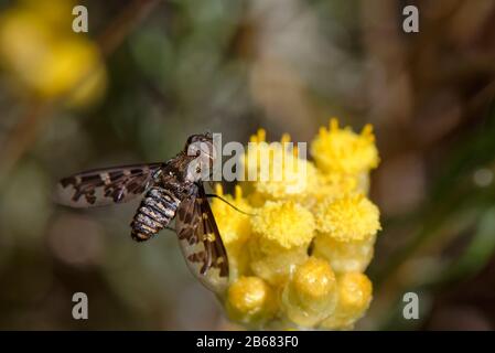 Biene Fly (Exoprosopa sp.) Nektaring auf ewig / Immerwährende Blume (Helichrysum stoechas) Klump, Mondrago Natural Park, Mallorca, Juni. Stockfoto