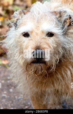 Schummeliger Hund im Freien sitzend, starrend, spielend, freundlich und aufmerksam. Aktive Kaninchenlösung Stockfoto