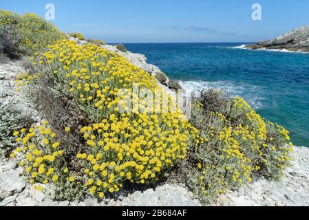 Ewige / Immerwährende Blume (Helichrysum stoechas) blüht an einer felsigen Küste, in der Nähe von Arta, Mallorca-Ostküste, Mai. Stockfoto