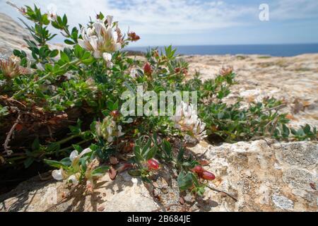 Behaarter Kanarenklee (Dorycnium hirsutum), der auf Kalkfelsen blüht, Mallorca-Südküste, Mai. Stockfoto
