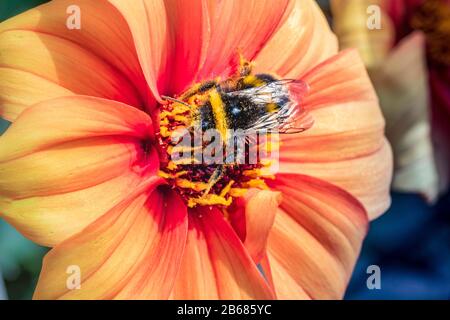 Biene auf orangefarbenem Dahlia Stockfoto