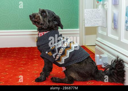 Black Terrier Hund mit buschigen Schwanz sitzt in Profil Modellierung Weihnachten Pullover Stockfoto