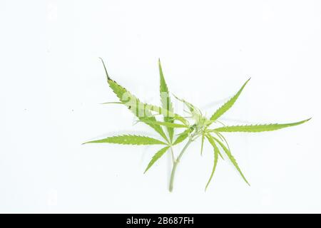 Frischer Hemp Hinterlässt als Dekoration den weißen Hintergrund Stockfoto