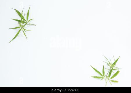 Frischer Hemp Hinterlässt als Dekoration den weißen Hintergrund Stockfoto