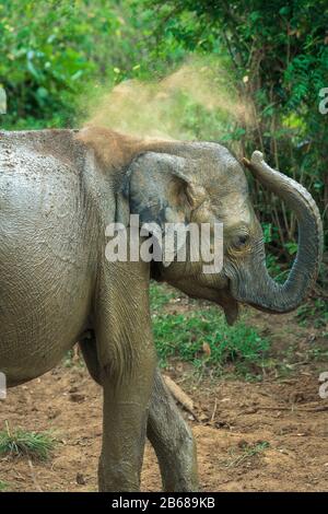 Ein junger Elefant wirft im Udawalawe National Park in der südlichen Provinz Sri Lankas Schmutz über sich. Stockfoto