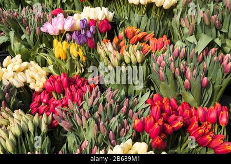 Blumensträuße der bunten Tulpen auf einem Markt Stockfoto