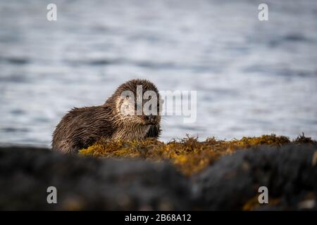 Nahaufnahme der weiblichen europäischen Otter (Lutra Lutra), die am Ufer des Lochs in Schottland ruht Stockfoto