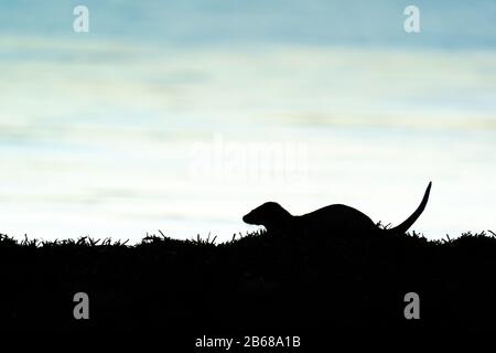 Abendsilhouette eines Otters (Lutra Lutra) skylined auf einem Algen bedeckten Felsen Stockfoto