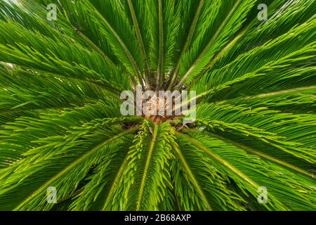 Palmenbaum sagu cica revoluta Ansicht von oben mit Tageslicht im Freien Stockfoto
