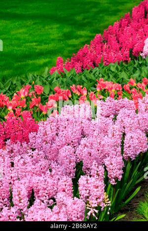 Bunte rosafarbene Blumen Hyazinths und rotes Pils wachsen auf dem Blumenbeet im Garten Stockfoto