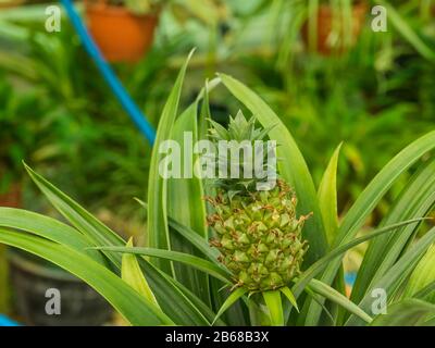 Pflanzenbromelie Ananas Ananus cosus Champaca mit Obstbau in der Halle Stockfoto