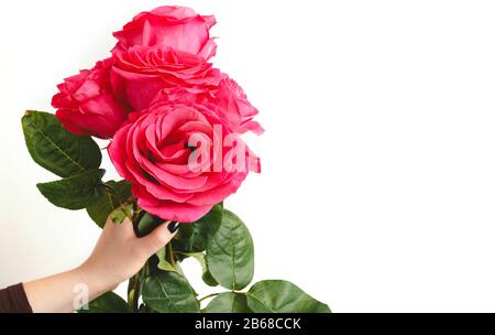 Bunte Blumen-Blumenstrauß aus rosa Blumen Rosen in weiblicher Hand auf weißem Hintergrund mit Kopienbereich. Rosen Rahmen. Frühling festliche Blumen für Muttertag Stockfoto