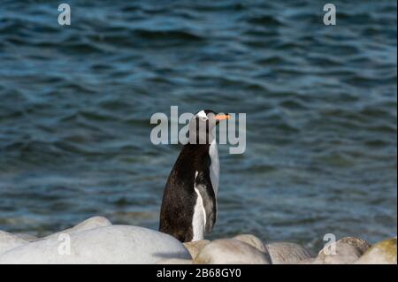 Porträt einer Gentoo Pinguin, Pygoscelis papua, Schwimmen. Stockfoto
