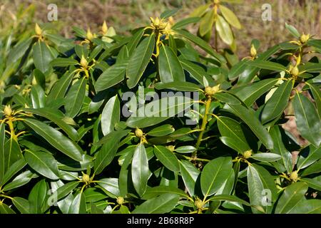 Rhodendron-Knospen im Garten, Nahaufnahme der Blätter und Knospen einer rhodendron-gomer-Wassererpflanze im märz Stockfoto