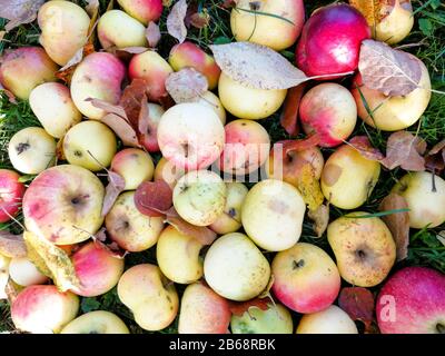 Auf dem Herbstgras sammelten sich viele Äpfel im Haufen Stockfoto