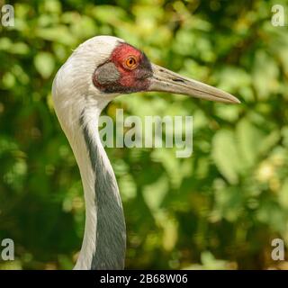 Porträt des weißen Kran (Antigone vipio), im Zoo Stockfoto